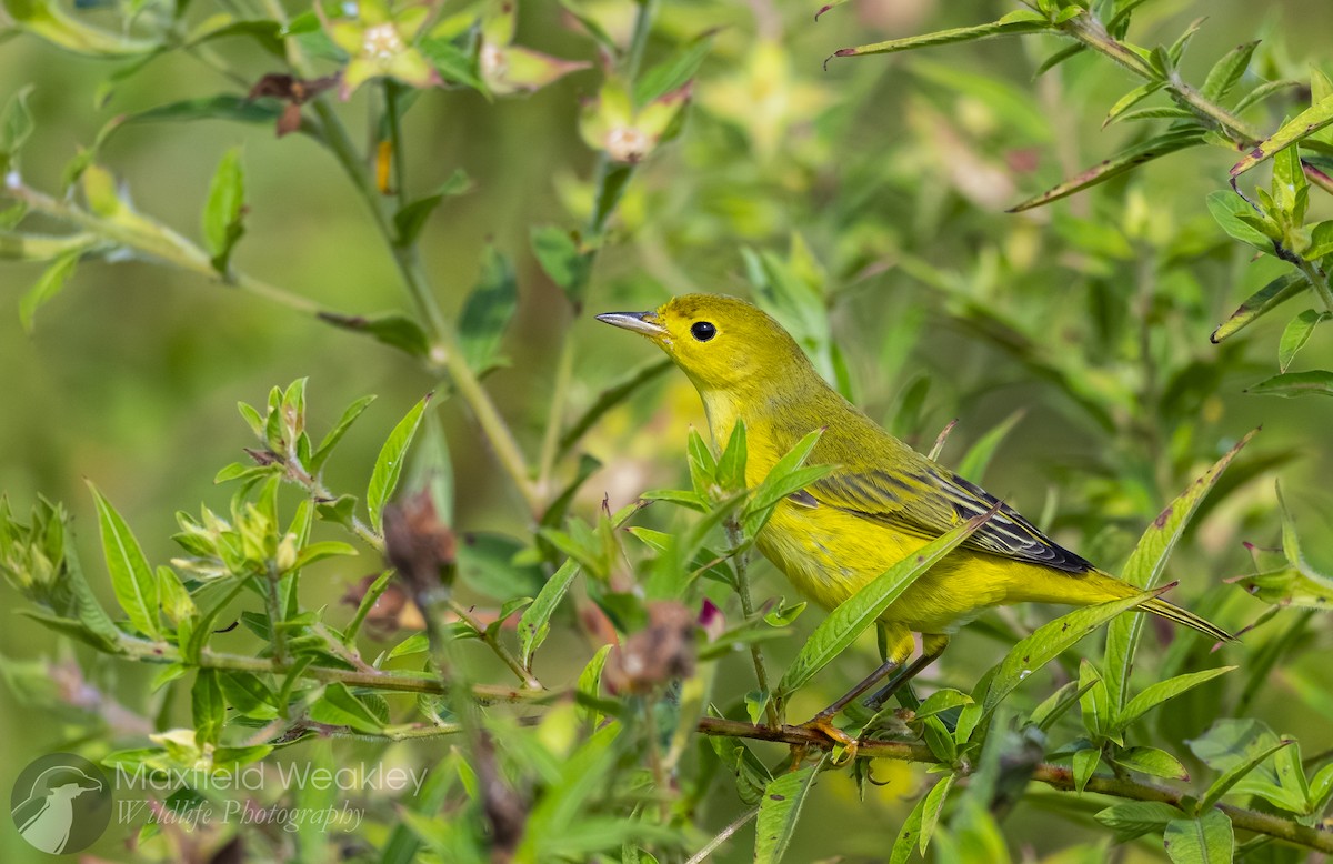 Yellow Warbler (Northern) - ML643602748