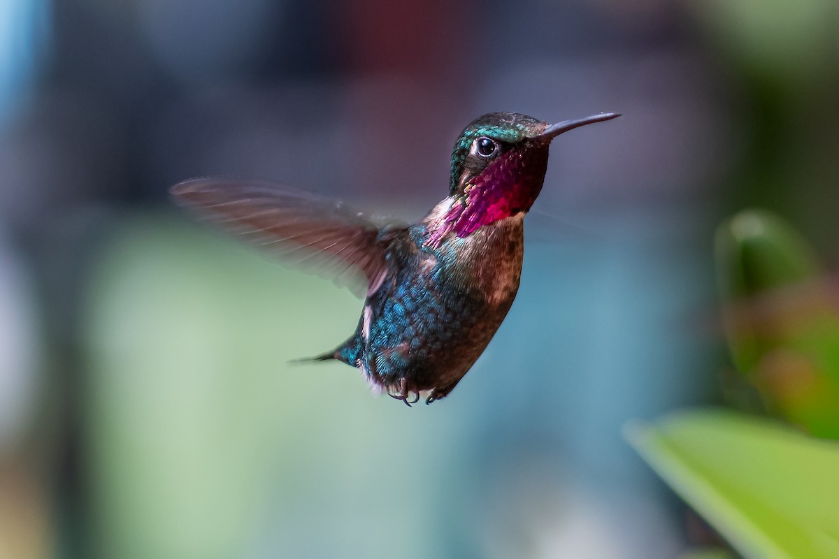 Gorgeted Woodstar - ML643602750