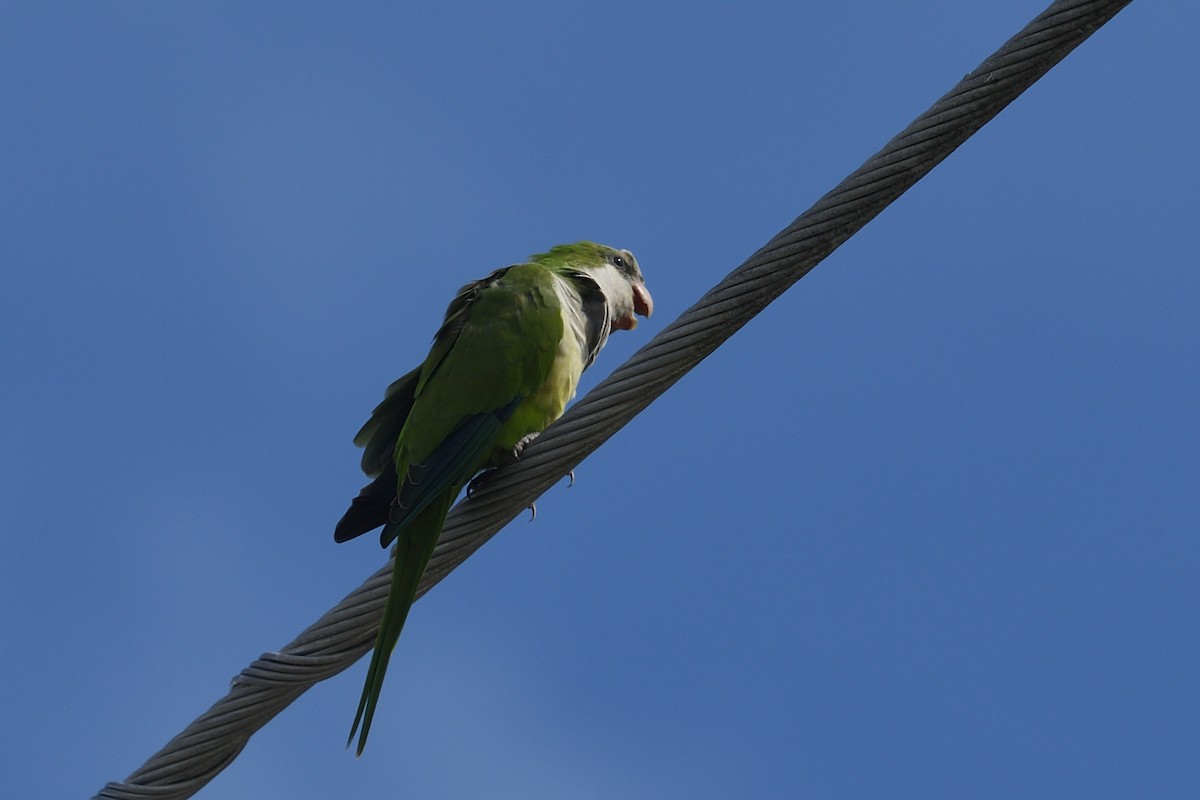 Monk Parakeet - ML643602757