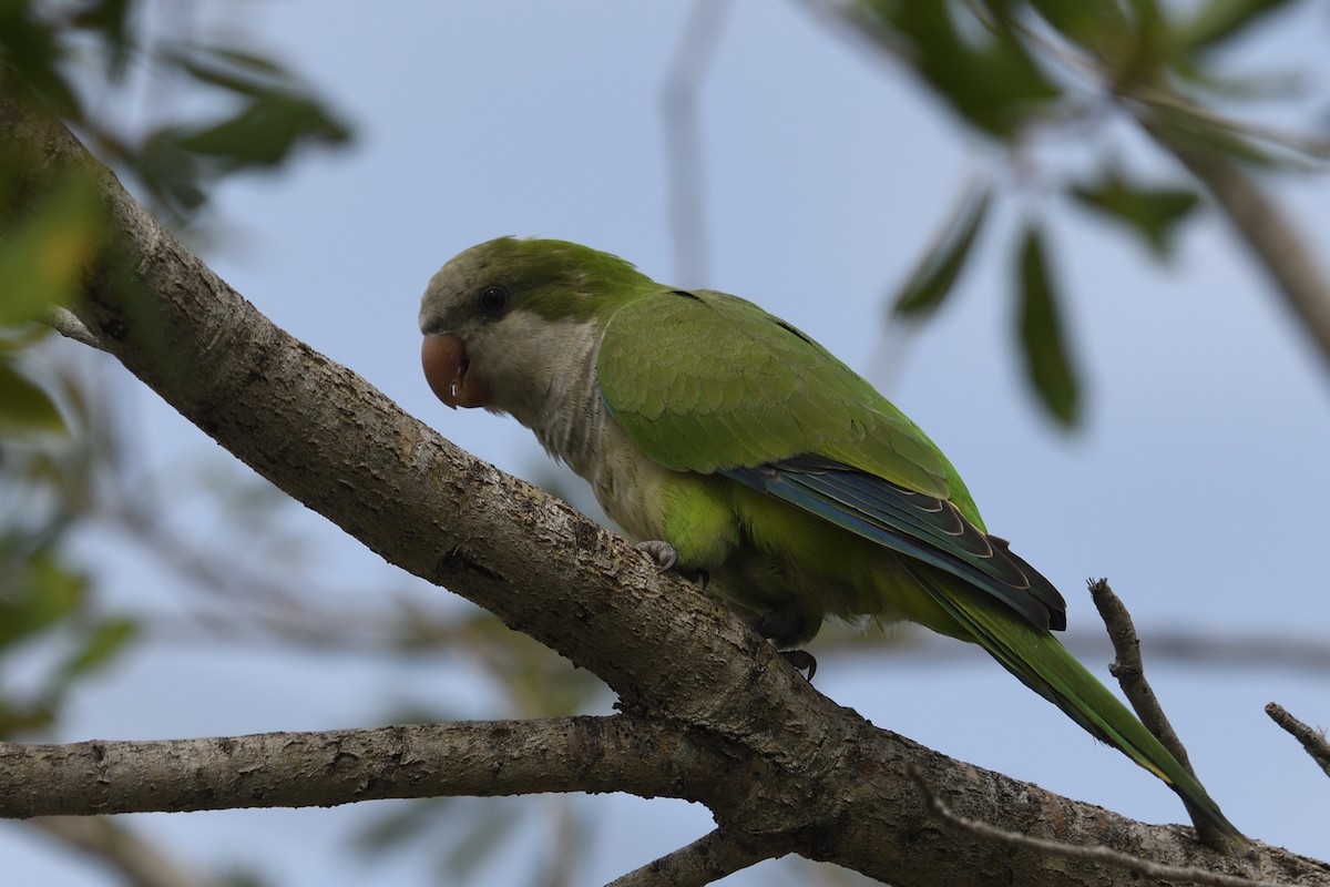 Monk Parakeet - ML643602758