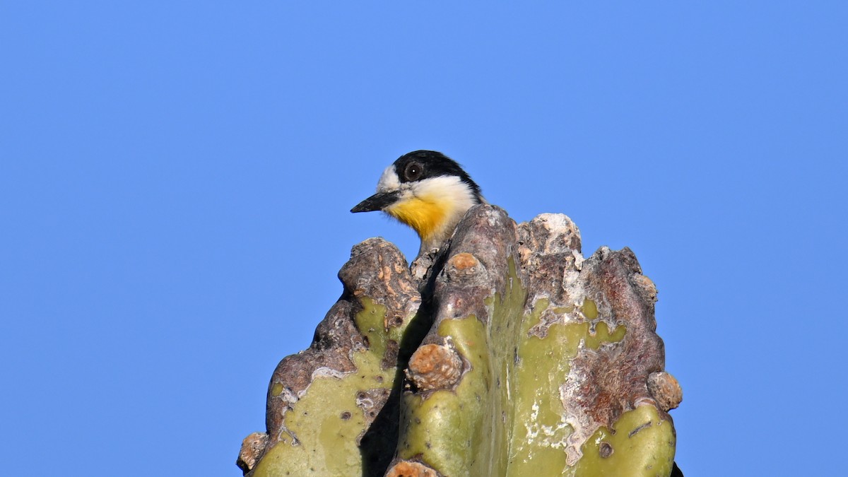 White-fronted Woodpecker - ML643602777