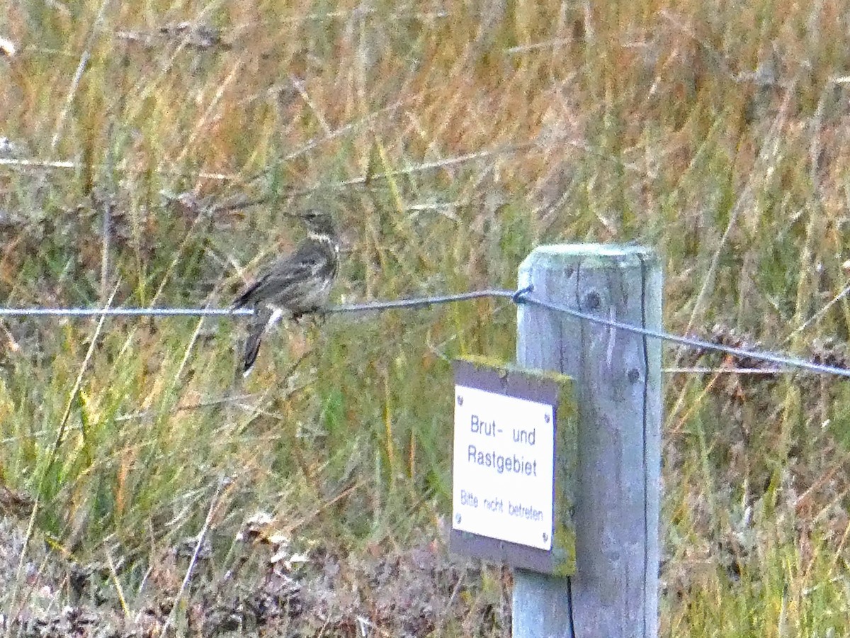skjærpiplerke - ML643602782
