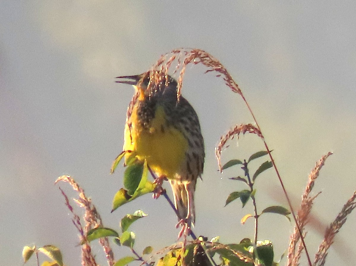 Eastern Meadowlark - ML643602784