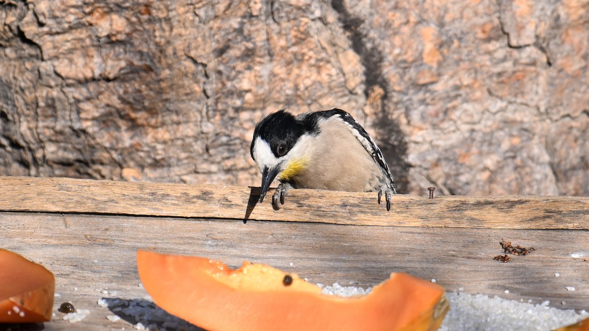 White-fronted Woodpecker - ML643602785
