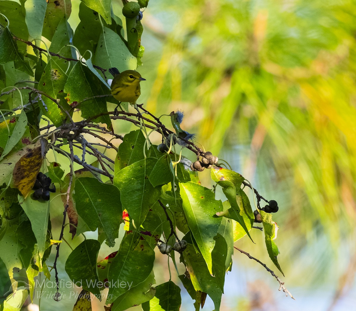 Prairie Warbler - ML643602792