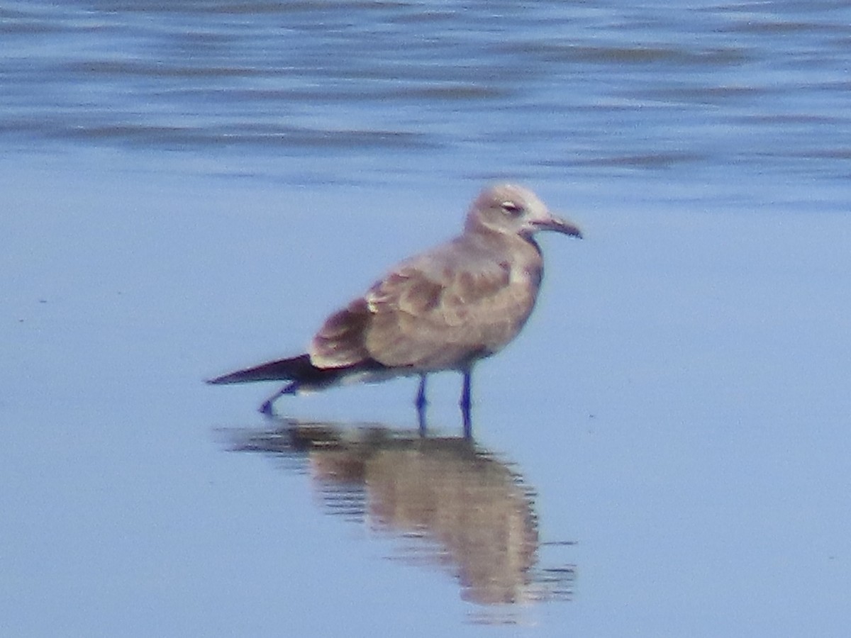 Laughing Gull - ML643602803