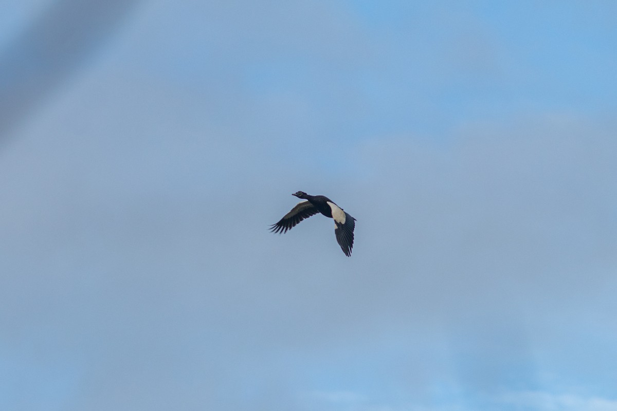 Muscovy Duck - ML643602817
