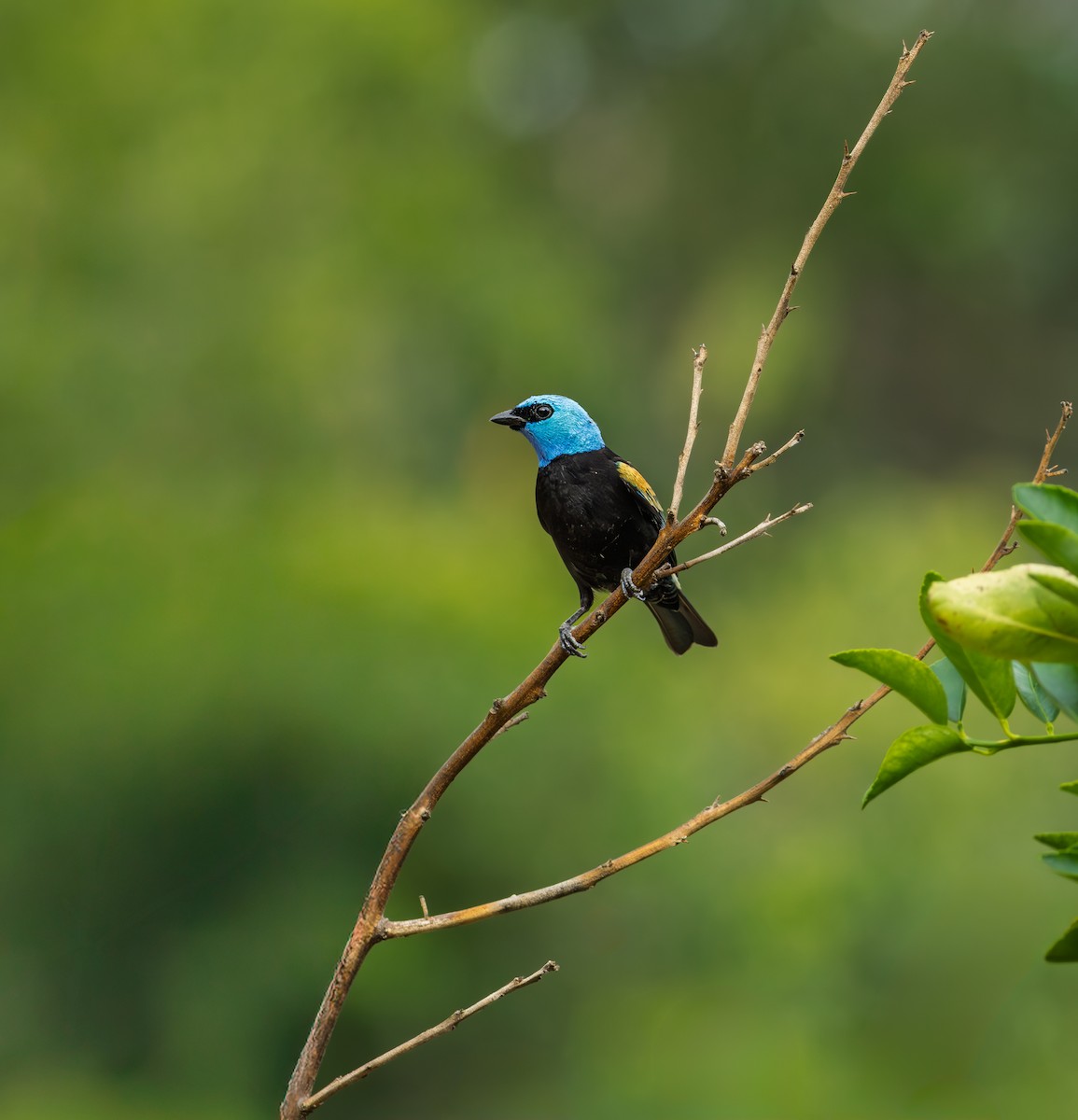 Blue-necked Tanager - ML643602828