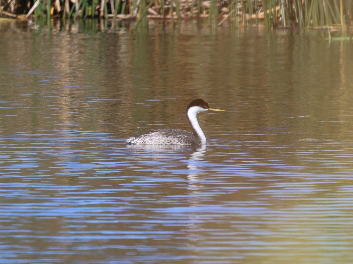 Western Grebe - ML643602842