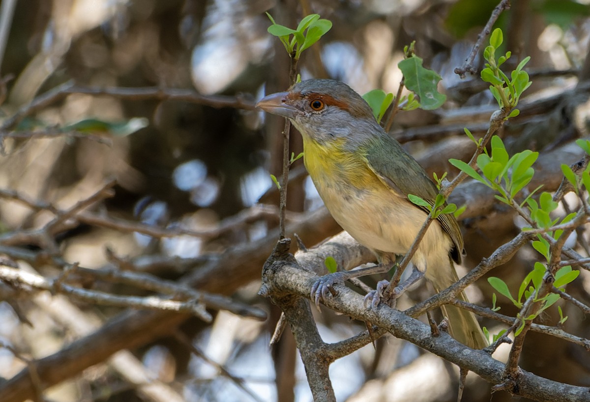 Rufous-browed Peppershrike - ML643602858