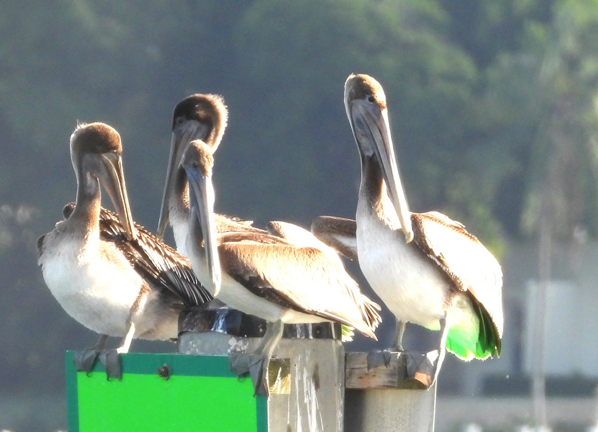 カッショクペリカン（carolinensis） - ML643602864