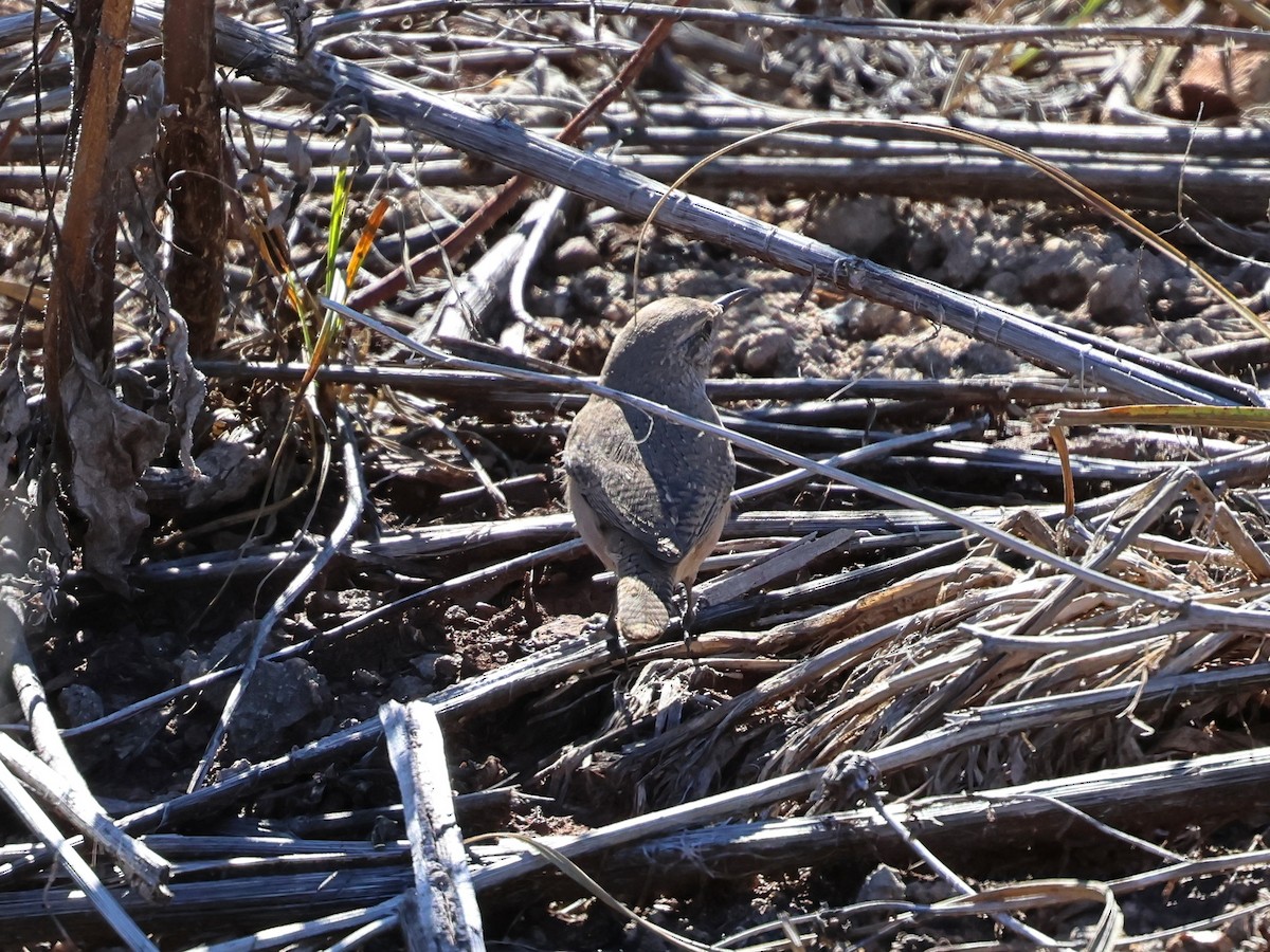 Rock Wren - ML643602873