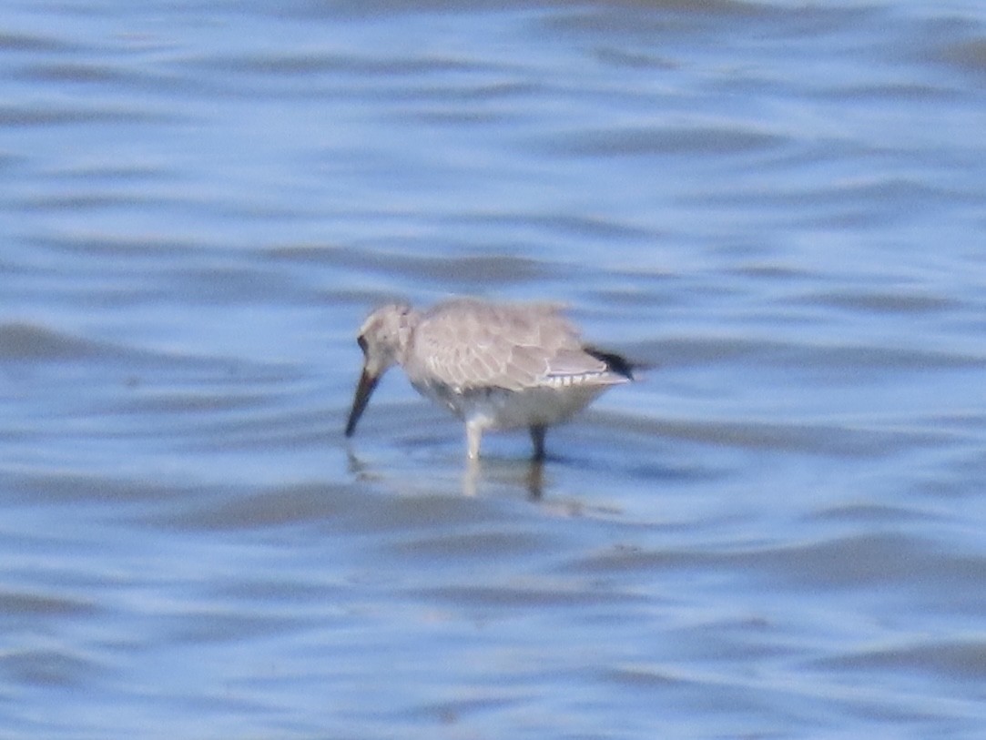 polarsnipe - ML643602874
