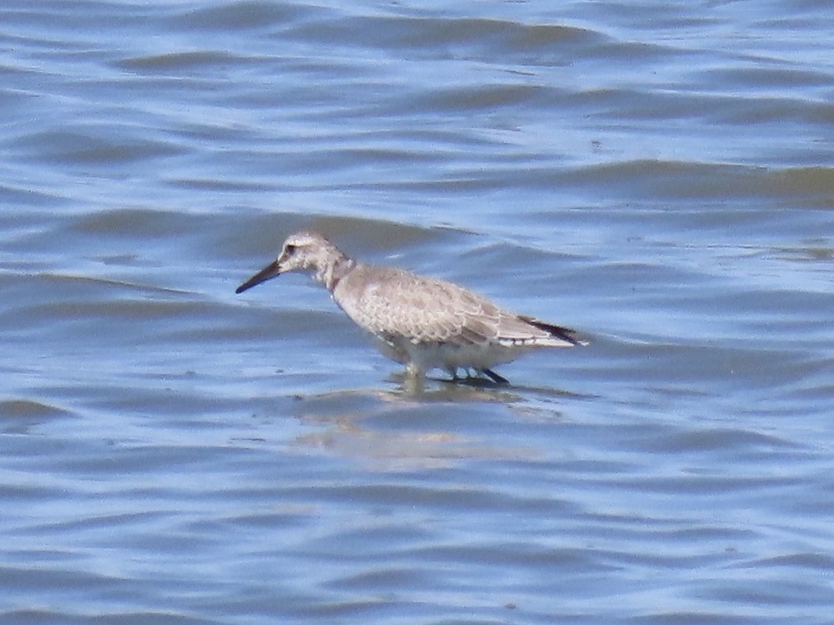 polarsnipe - ML643602875