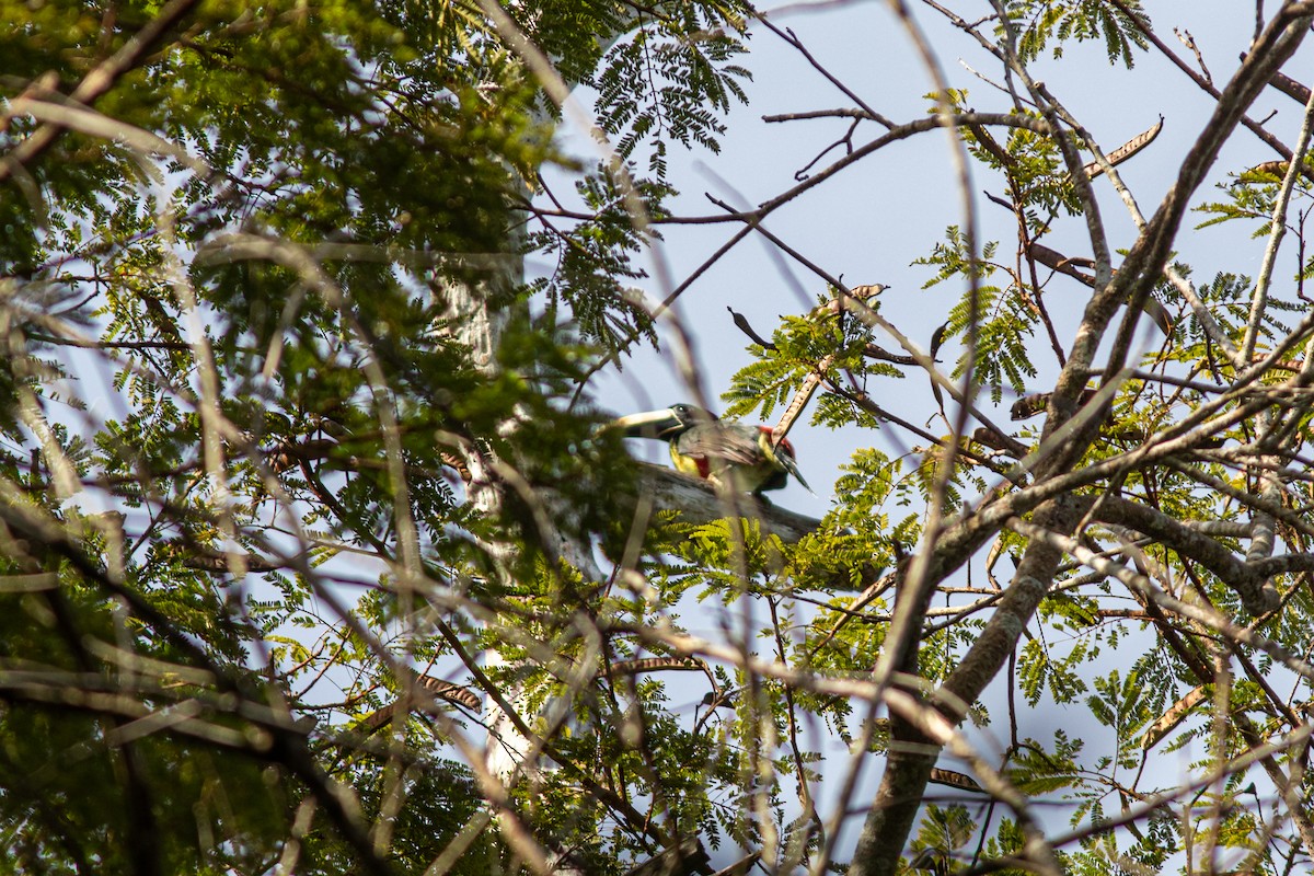 arassari černokrký - ML643602887