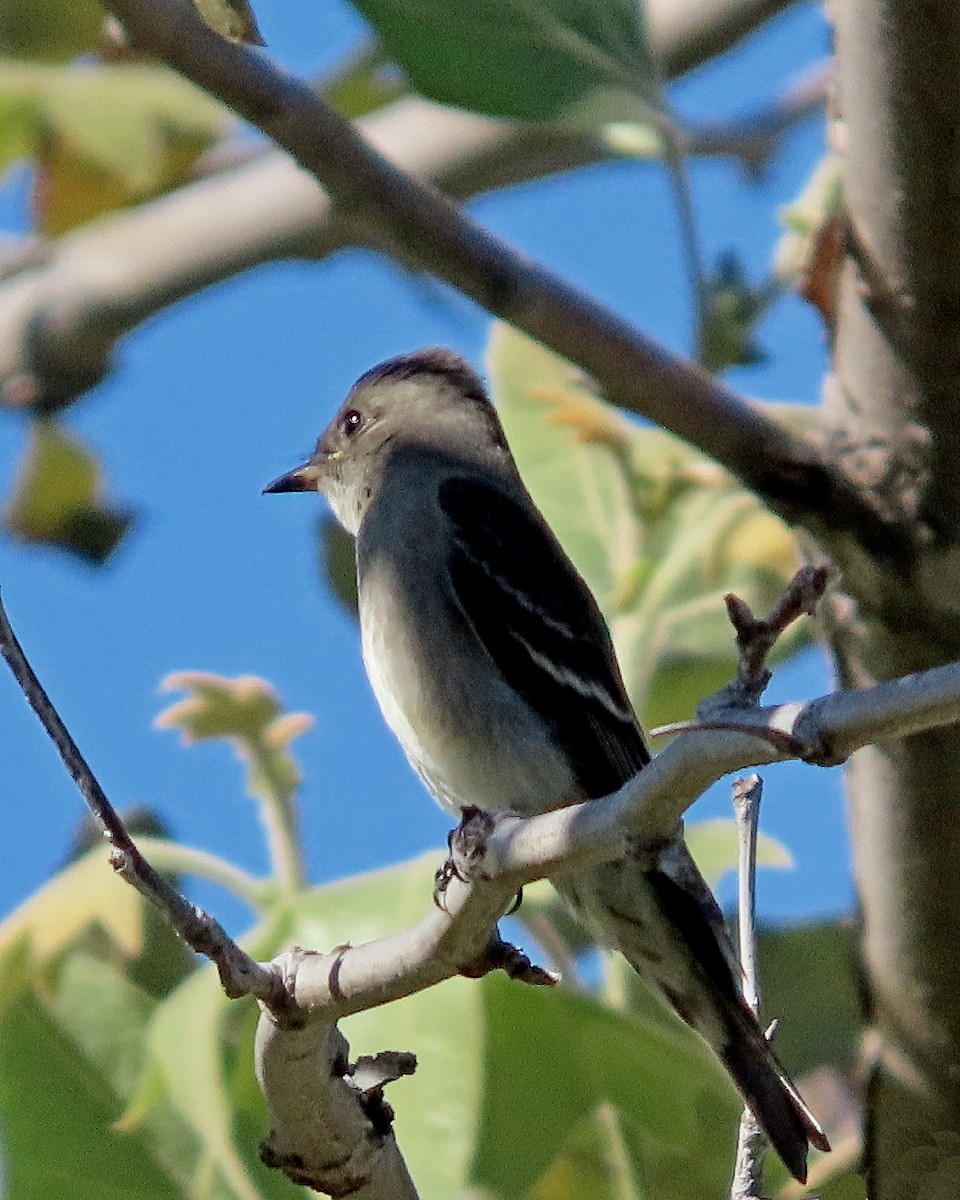 Western Wood-Pewee - ML643602924