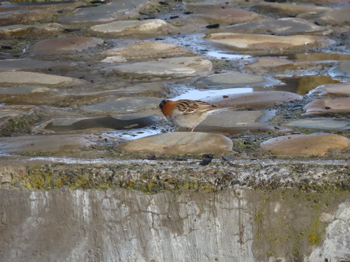 Rufous-collared Sparrow - ML643602926