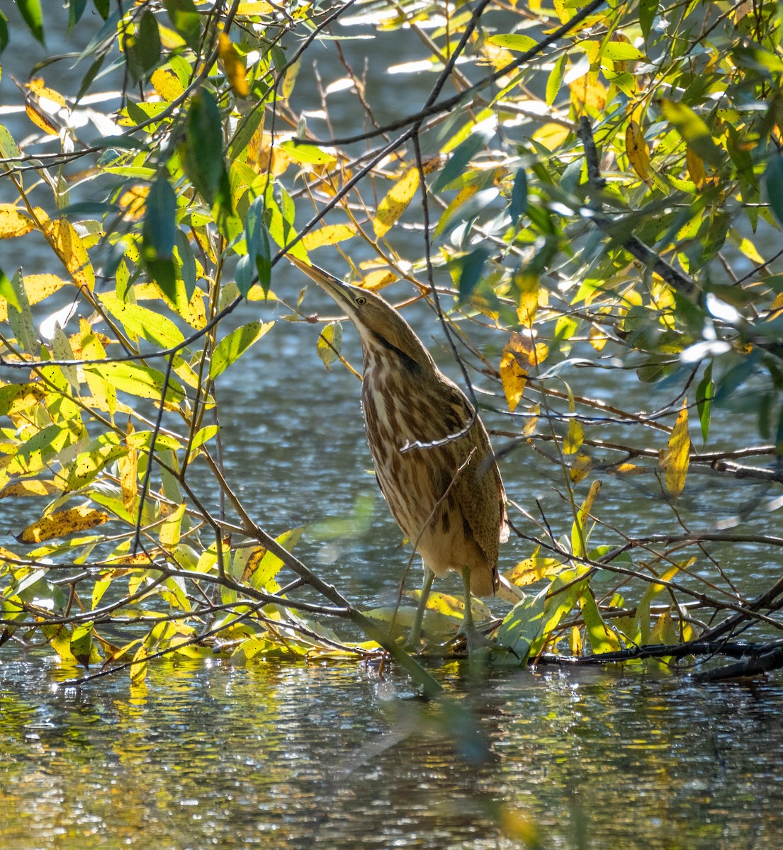 American Bittern - ML643602937