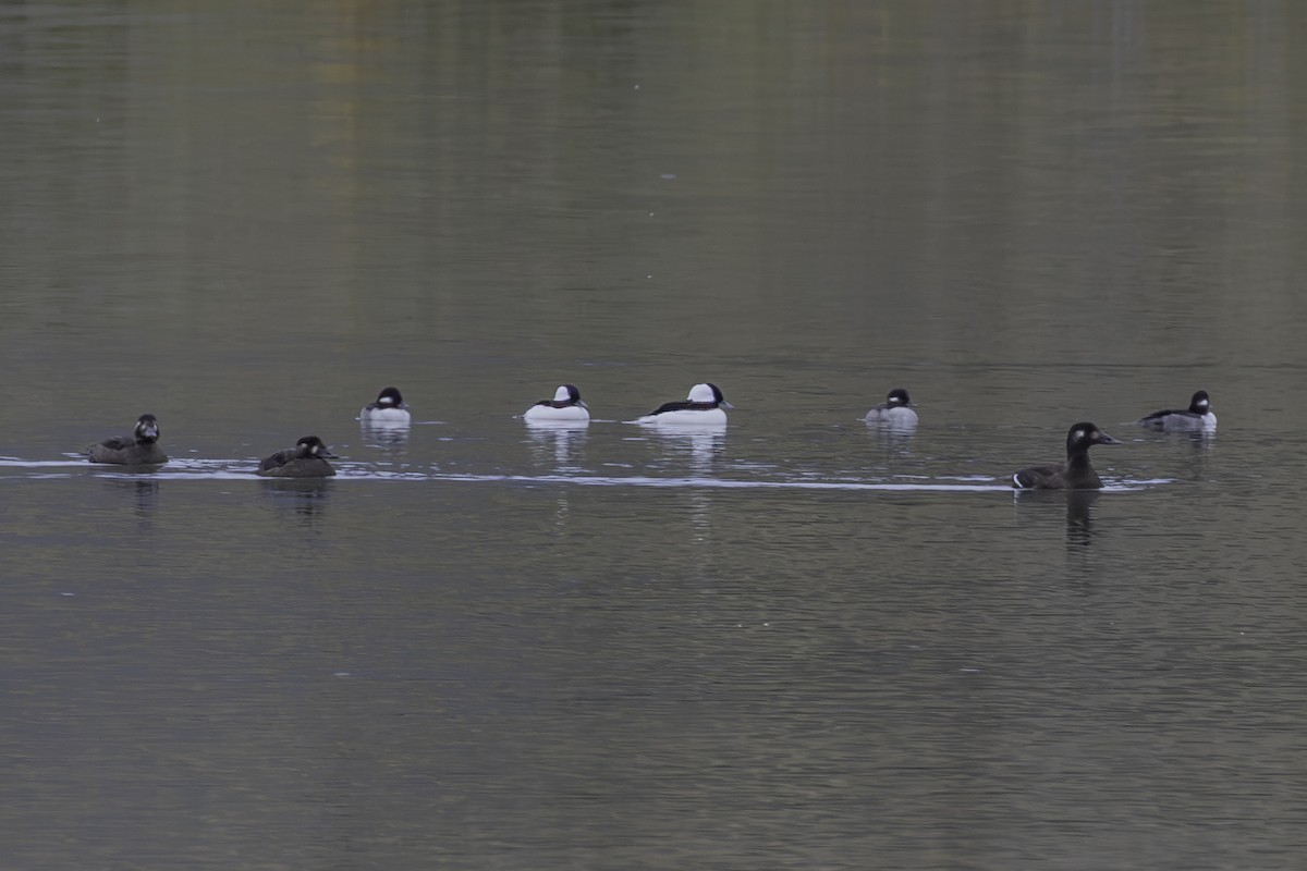 Surf Scoter - ML643602951