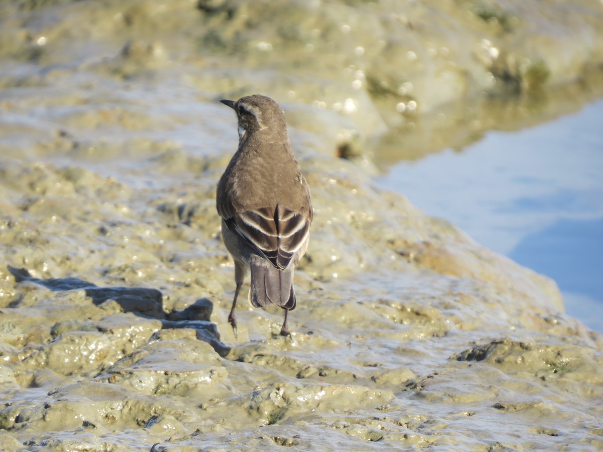 Buff-winged Cinclodes - ML643602960