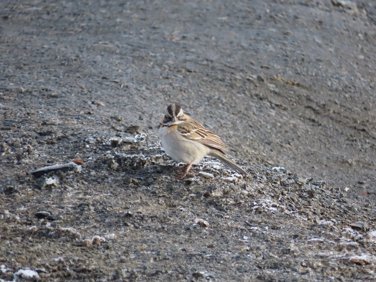 Rufous-collared Sparrow - ML643602964