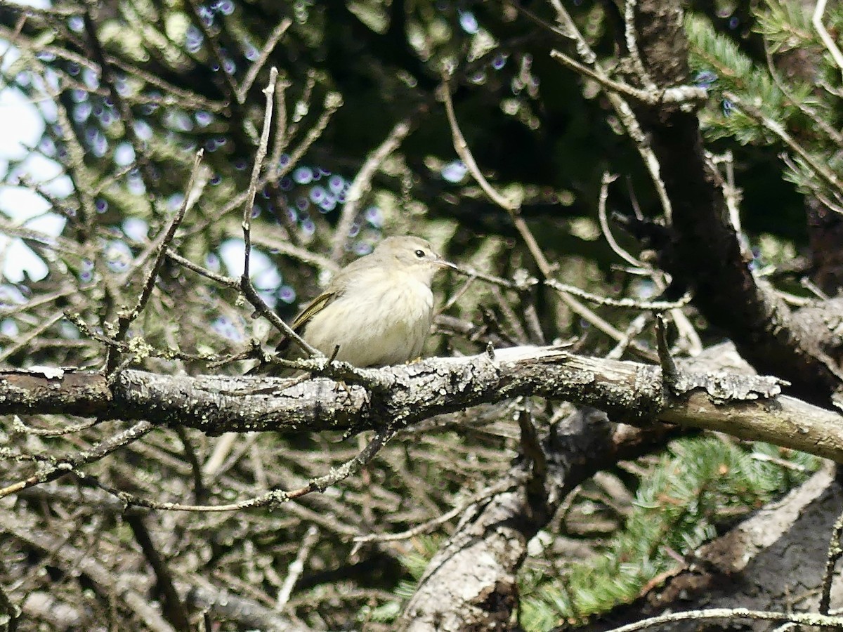 Cape May Warbler - ML643602981