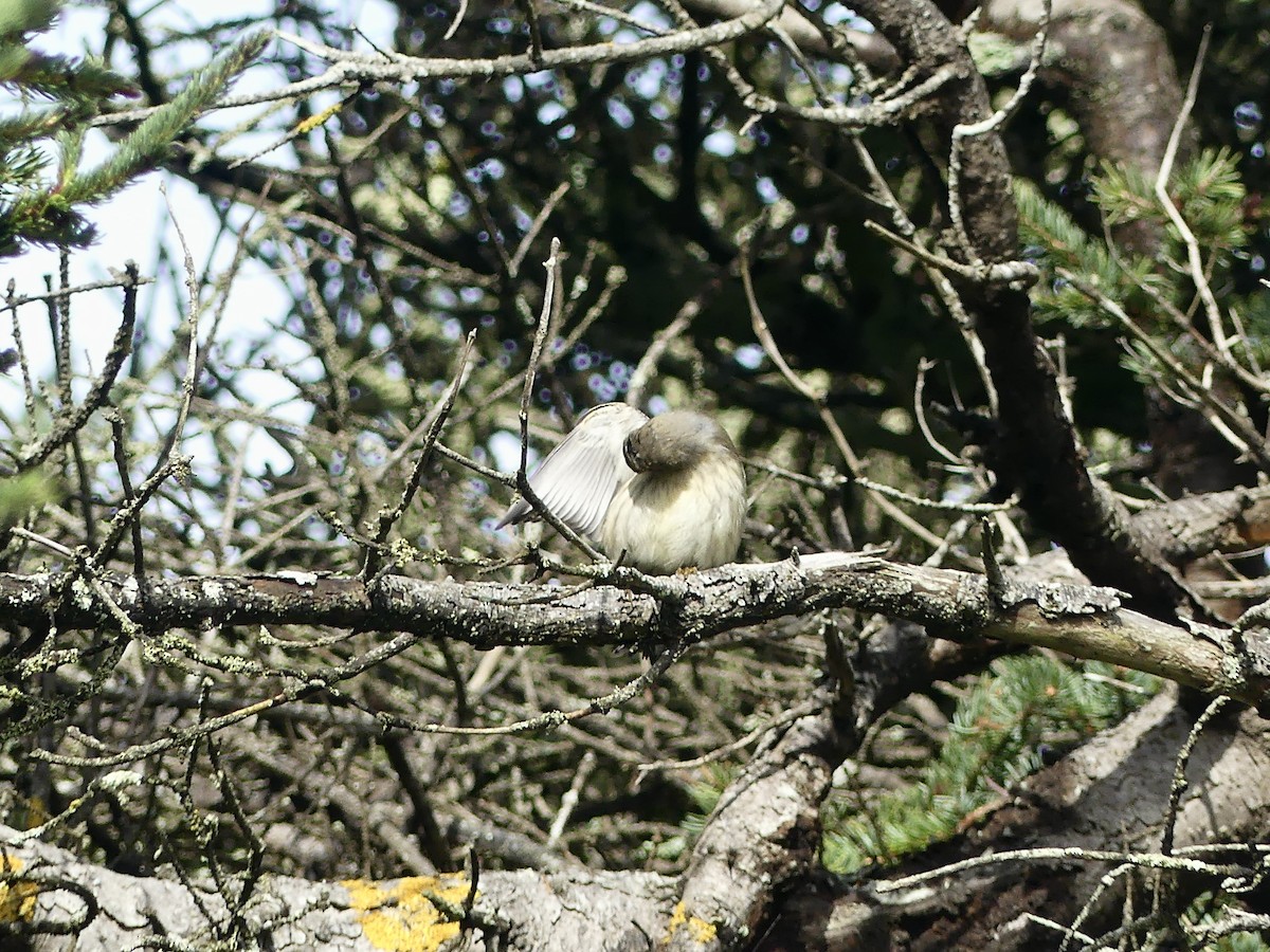 Cape May Warbler - ML643602982
