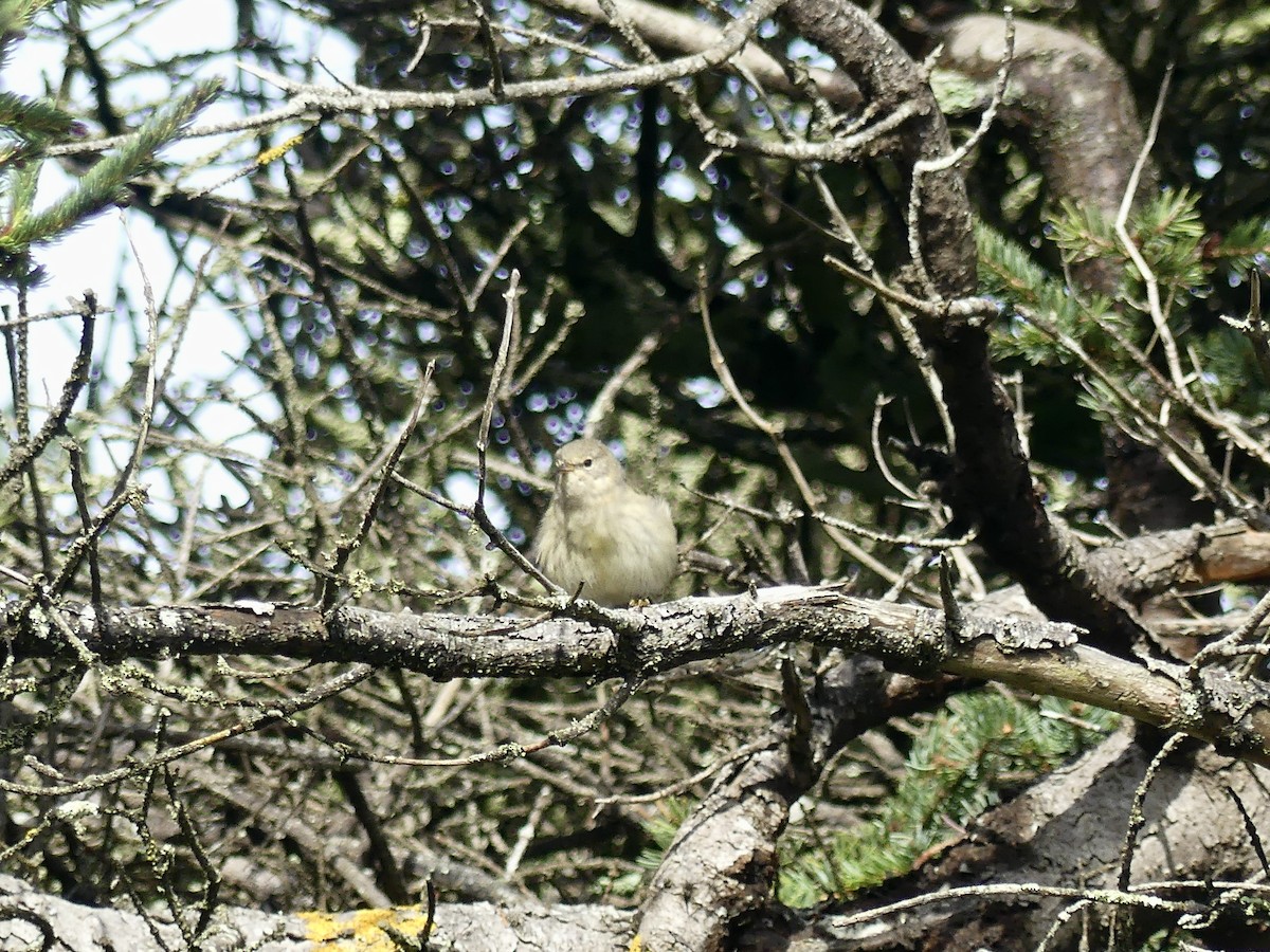 Cape May Warbler - ML643602983