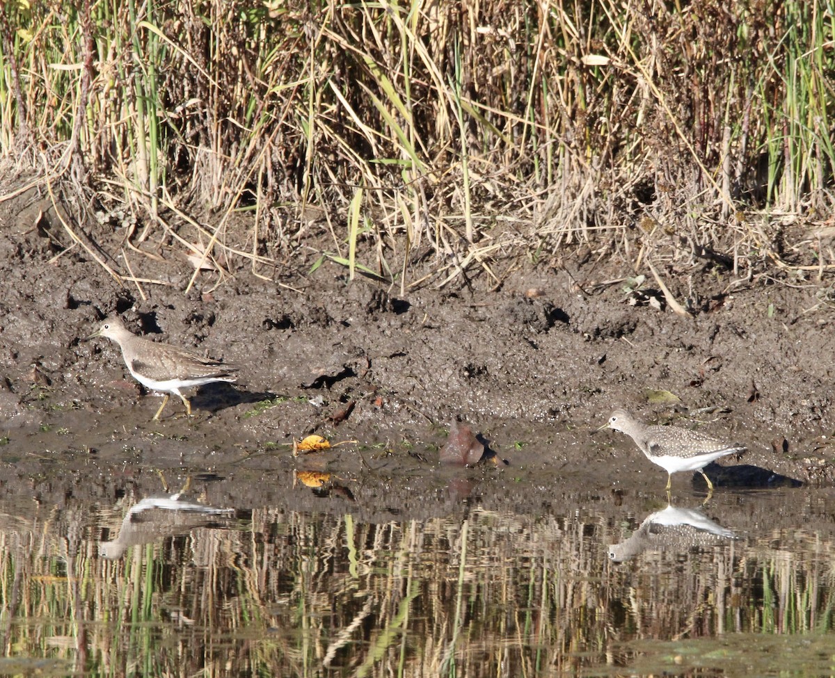 Solitary Sandpiper - ML643602987