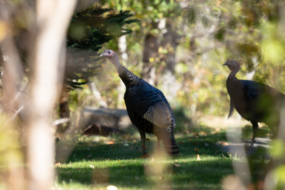 Wild Turkey - ML643602997