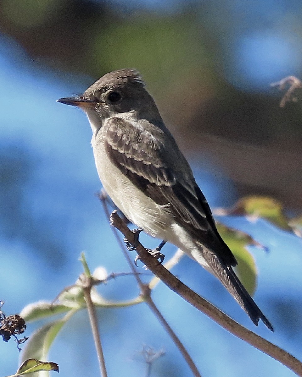 Western Wood-Pewee - ML643603009