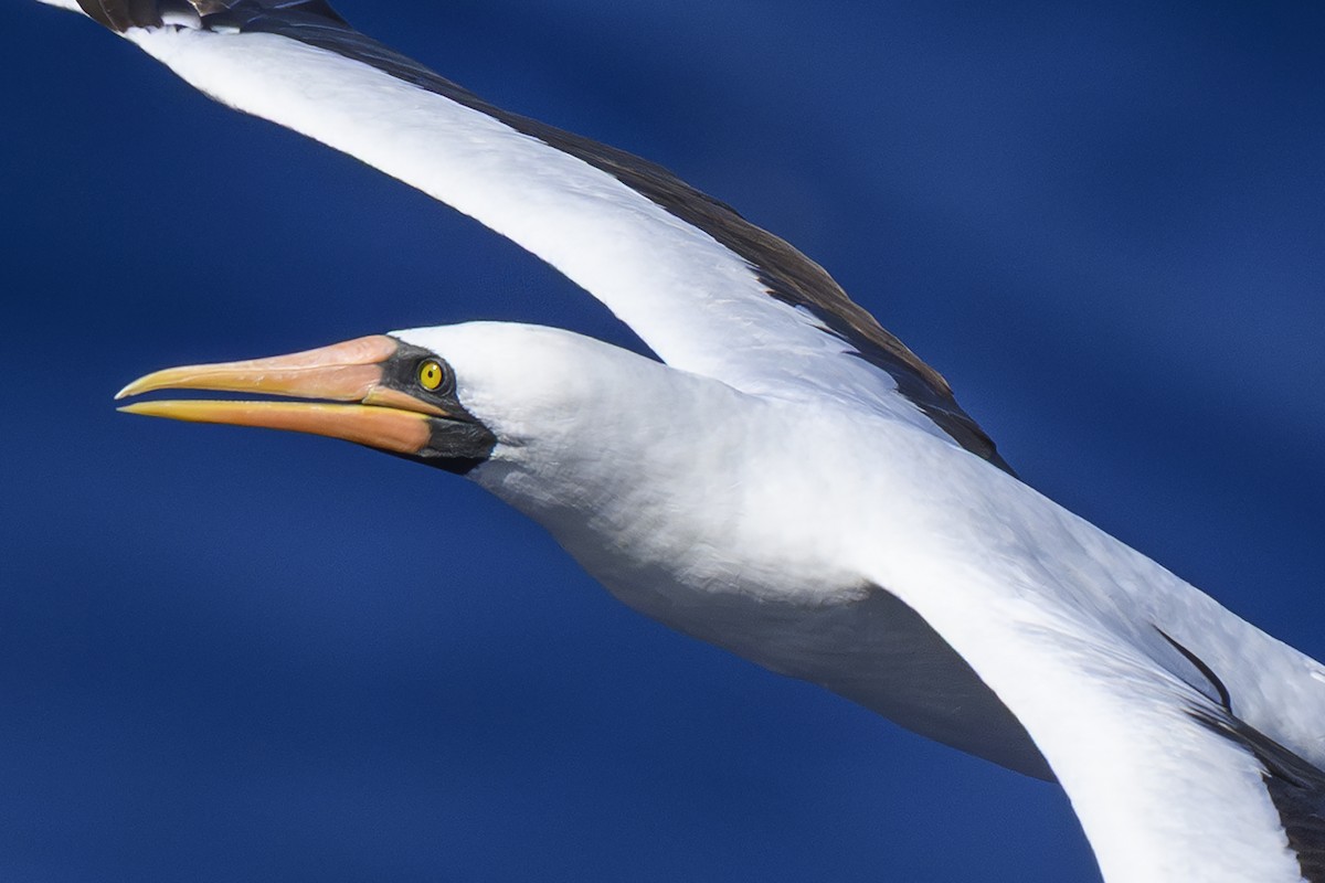 Nazca Booby - ML643603026