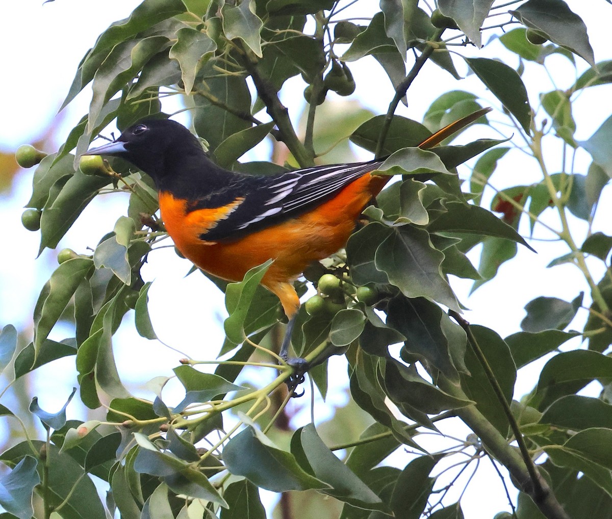 Baltimoretrupial - ML643603029