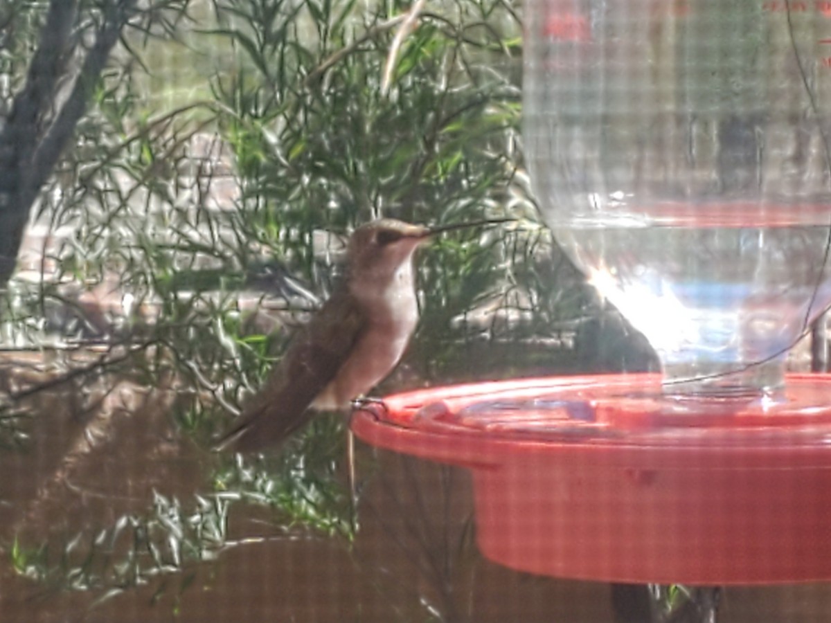 Black-chinned Hummingbird - ML643603032