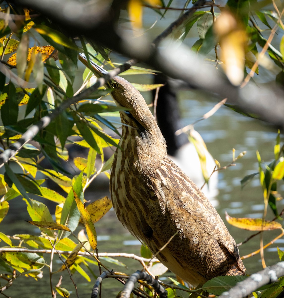 American Bittern - ML643603050