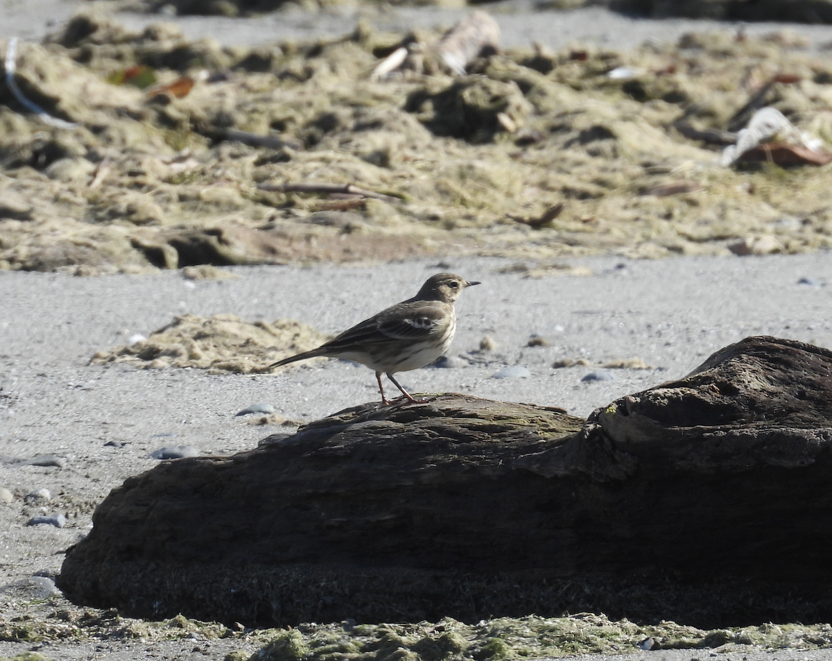 American Pipit - ML643603085