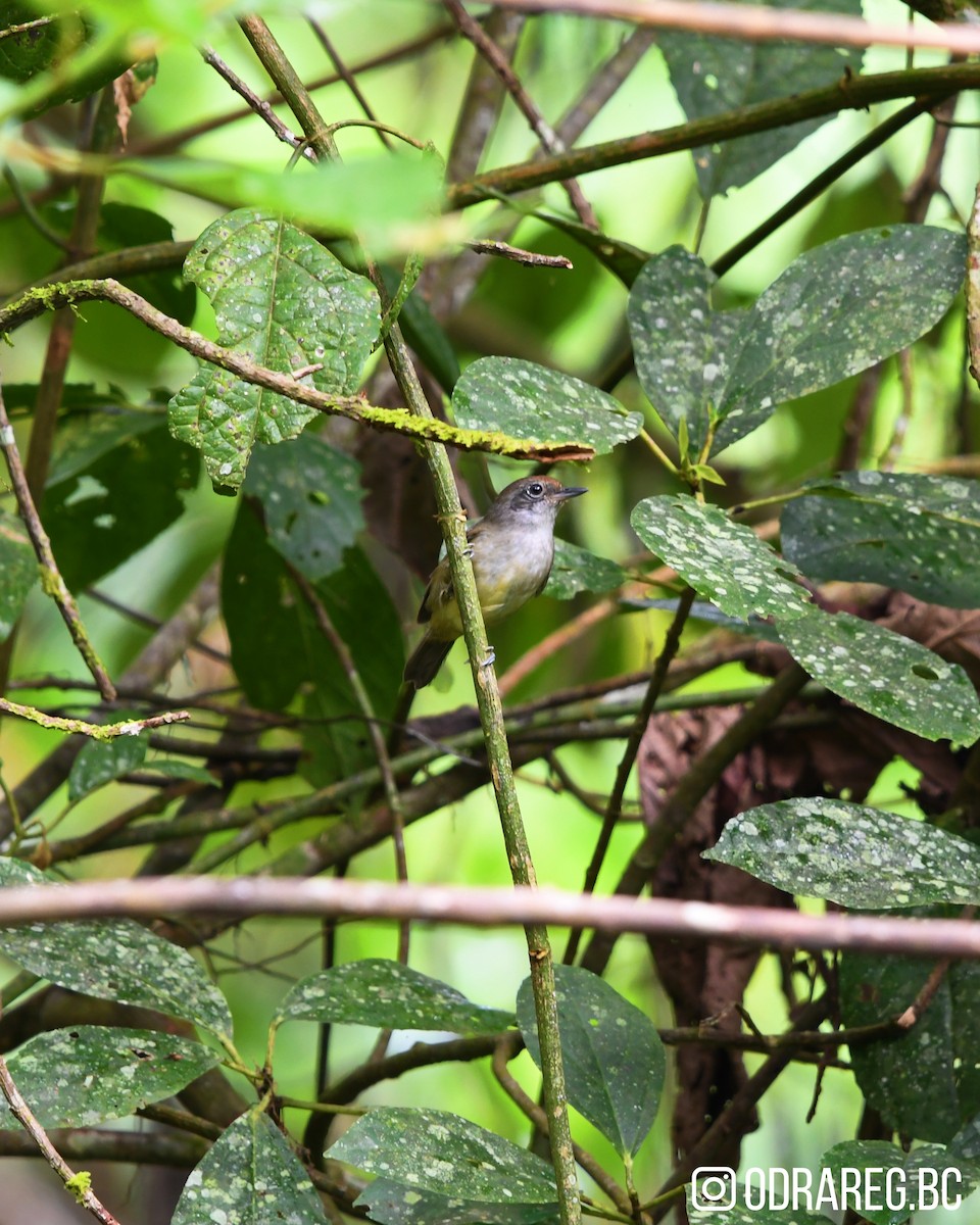Olivgrau-Ameisenvogel - ML643603095