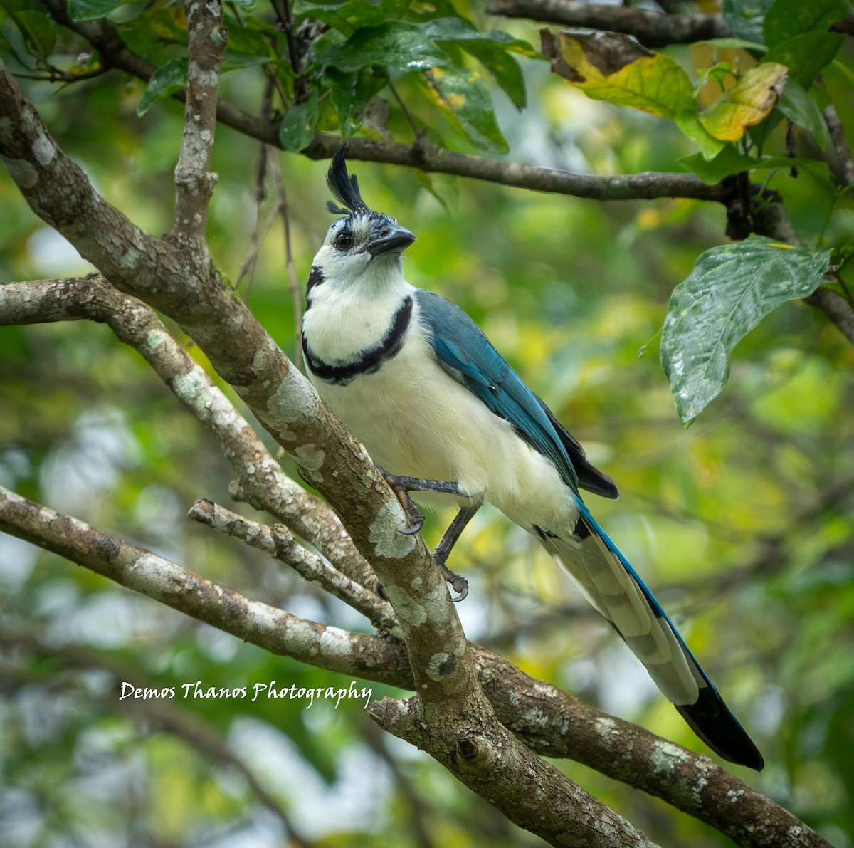 White-throated Magpie-Jay - ML643603097