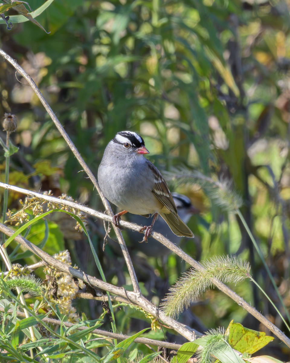 White-crowned Sparrow - ML643603099