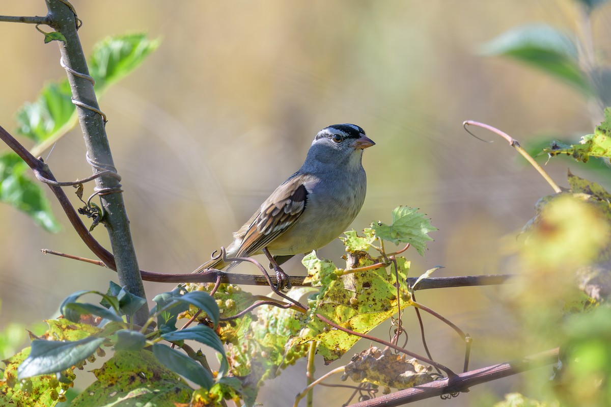 White-crowned Sparrow - ML643603100