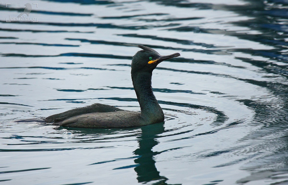 European Shag - ML643603113