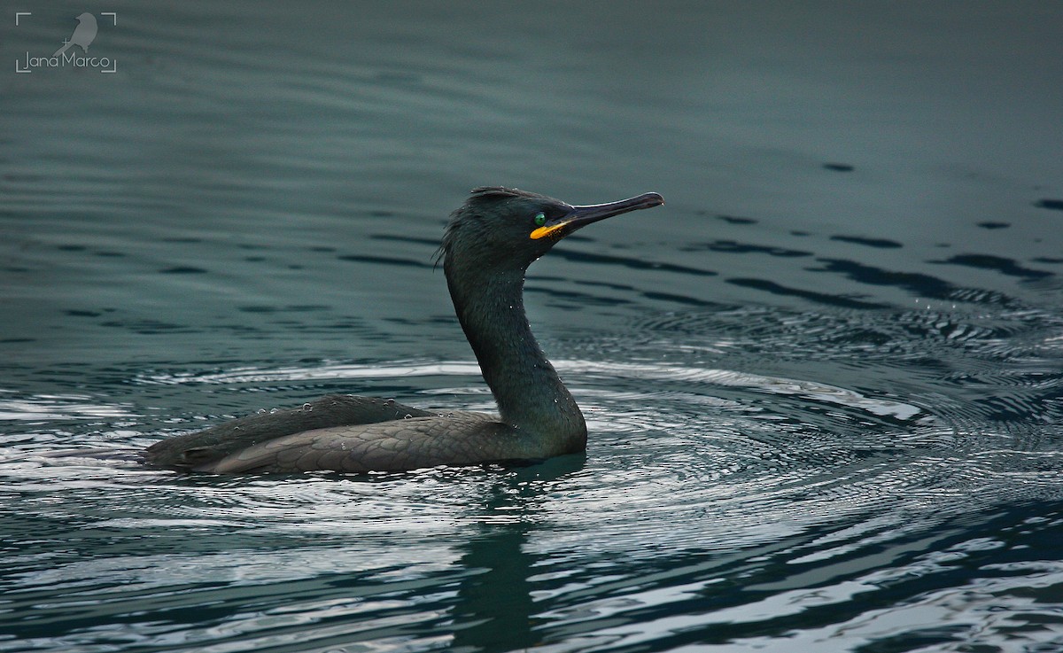 European Shag - ML643603117