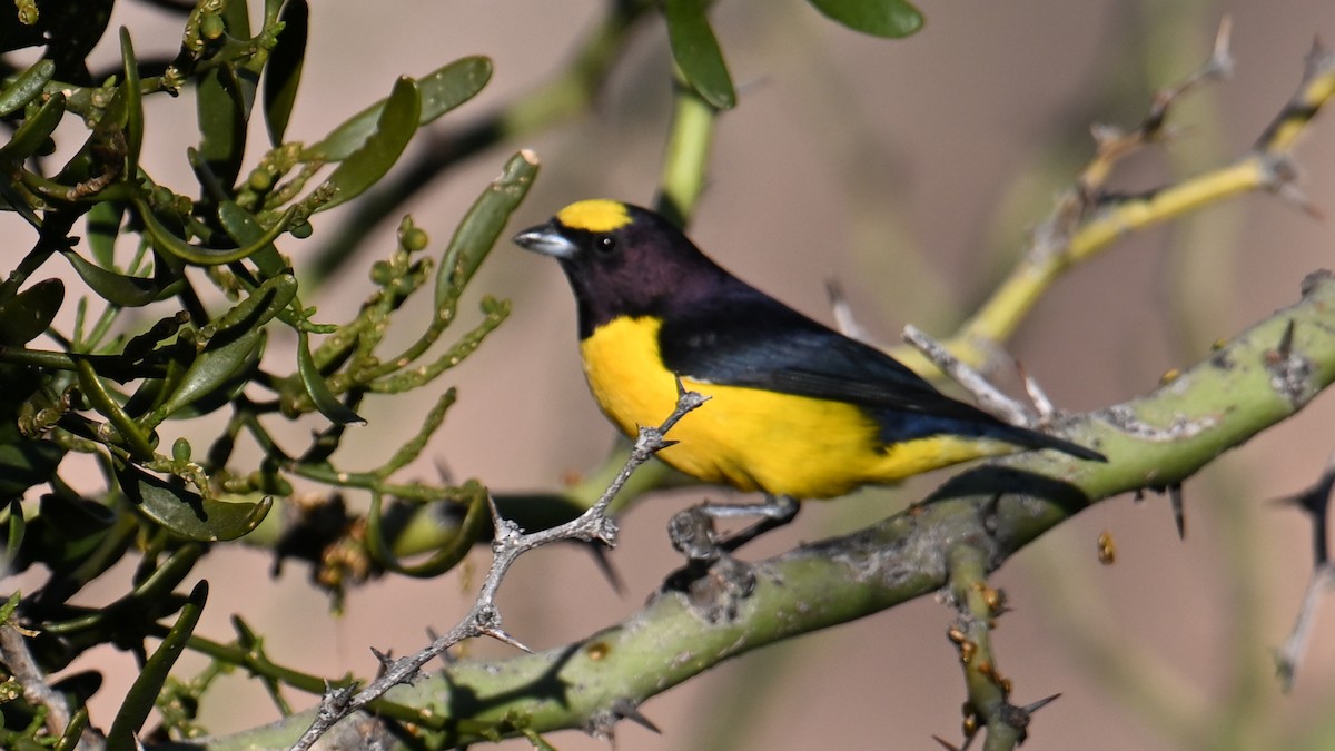 Purple-throated Euphonia - ML643603119