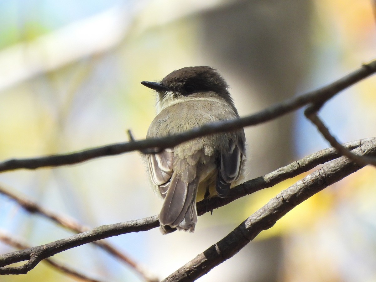 Eastern Phoebe - ML643603121