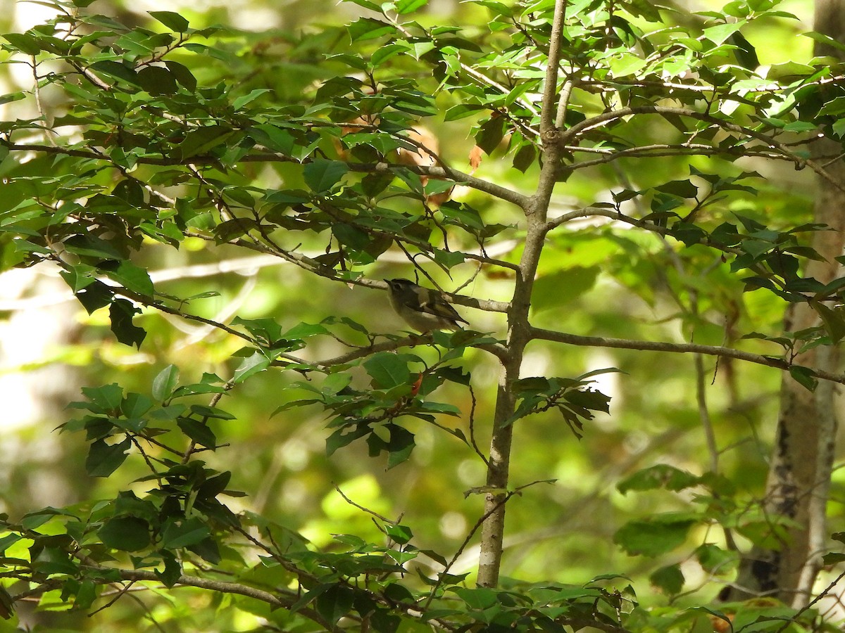 Golden-crowned Kinglet - ML643603131