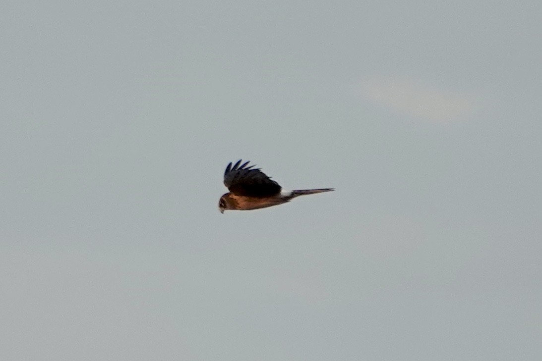 mørkmyrhauk - ML643603144