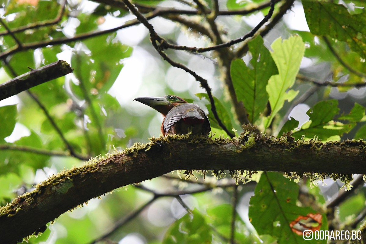Golden-collared Toucanet - ML643603160