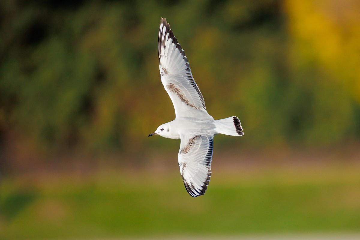 Bonaparte's Gull - ML643603163