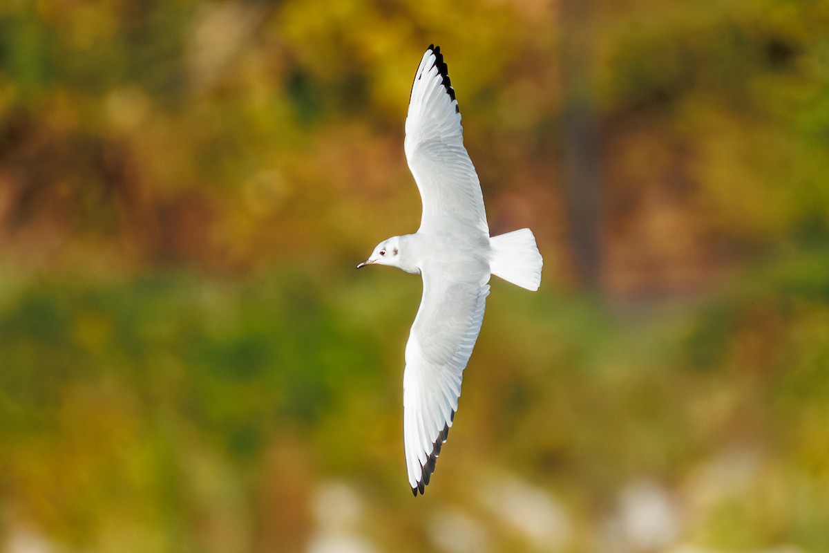 Bonaparte's Gull - ML643603169