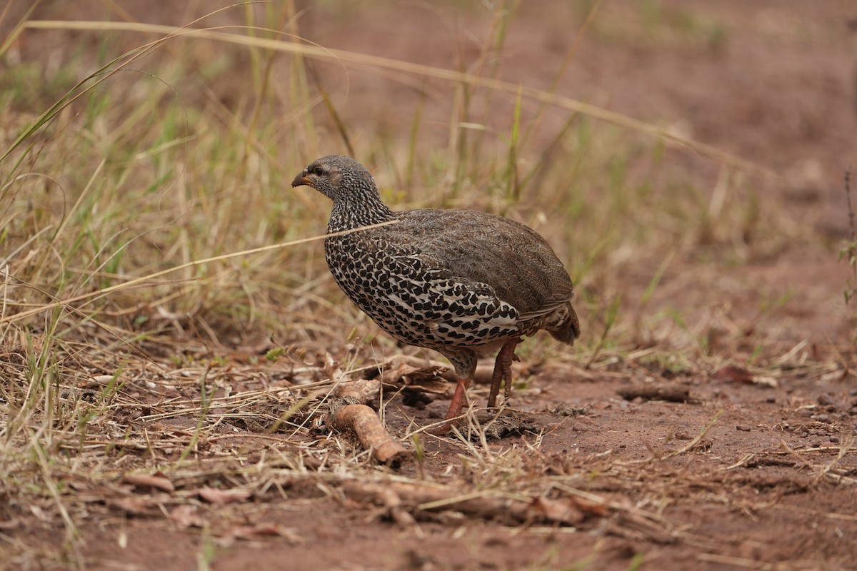 Hildebrandt's Spurfowl - ML643603170
